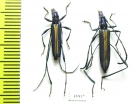 Cerambycidae sp., pair  Tanzania - INSECTS-STORE.RU