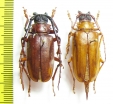 Dorysthenes sp., pair  Korea - INSECTS-STORE.RU