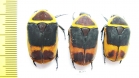 Pachnoda marginata peregrina, pair - INSECTS-STORE.RU
