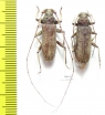 Cerambycidae sp., pair  Thailand - INSECTS-STORE.RU