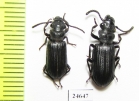 Carabidae sp.  Indonesia, Kalimantan - INSECTS-STORE.RU
