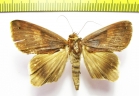 Noctuidae sp.  Madagascar - INSECTS-STORE.RU