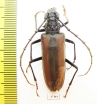 Cerambycidae sp.  Ecuador - INSECTS-STORE.RU