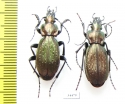 Carabus (Archiplectes) edithae markensis, pair  Russia, Karacaevo-Cherkessia reg. - INSECTS-STORE.RU