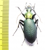 Carabus (Coptolabrus) jankowskii elegans, male  S.Korea - INSECTS-STORE.RU