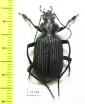 Calosoma sp.  South Africa Rep. - INSECTS-STORE.RU