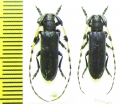 Agapanthia pilicornis, pair  Russia, Burjatia reg. - INSECTS-STORE.RU