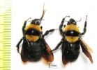 Bombus sp.  Russia, Volgograd reg. - INSECTS-STORE.RU
