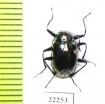 Tenebrionidae sp.  Vietnam - INSECTS-STORE.RU
