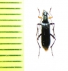 Grammoptera molybdica  USA - INSECTS-STORE.RU