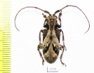 Cerambycidae sp.  Cameroon - INSECTS-STORE.RU