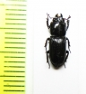 Figulus punctatus  Japan - INSECTS-STORE.RU