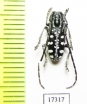 Cerambycidae sp., Thailand - INSECTS-STORE.RU