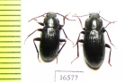 Nalassus olgae, pair  Russia, Far East - INSECTS-STORE.RU