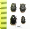Onthophagus sp.  Namibia - INSECTS-STORE.RU