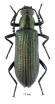 Tenebrionidae sp.  South Africa Rep.  15mm - INSECTS-STORE.RU