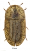 Cossyphus sp.  South Africa Rep.  11mm - INSECTS-STORE.RU