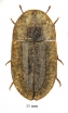 Cossyphus sp.  South Africa Rep.  11mm - INSECTS-STORE.RU