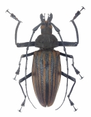 Xixuthrus heros, pair  Fiji  125/108mm - INSECTS-STORE.RU