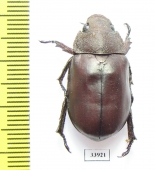 Spodochlamys sp.  Panama - INSECTS-STORE.RU