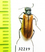 Meloidae sp.  South Africa Rep. - INSECTS-STORE.RU