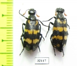 Meloidae sp.  South Africa Rep. - INSECTS-STORE.RU