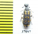 Meloidae sp.  South Africa Rep. - INSECTS-STORE.RU