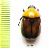 Parastasia sp.  Malaysia, Borneo - INSECTS-STORE.RU