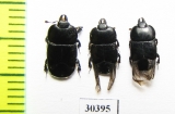 Hololepta plana  Russia, Tver reg. - INSECTS-STORE.RU