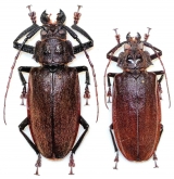 Olethrius scabripennis, pair  Fiji  83/70mm - INSECTS-STORE.RU