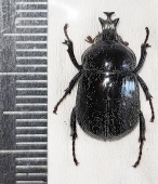 Chalcasthenes squamigerus  Solomon isls. - INSECTS-STORE.RU