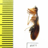 Mantispidae sp.  South Africa Rep. - INSECTS-STORE.RU