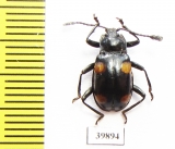 Endomychidae sp.  Philippines - INSECTS-STORE.RU