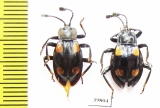 Endomychidae sp.  Philippines - INSECTS-STORE.RU