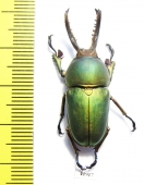 Lamprima adolphinae  Indonesia, Papua  35mm - INSECTS-STORE.RU