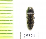 Acmaeodera dhofarica  Oman - INSECTS-STORE.RU