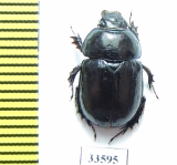 Odontotrypes yangi  China - INSECTS-STORE.RU