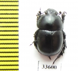Odontotrypes yangi  China - INSECTS-STORE.RU