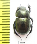Odontotrypes roborowskyi  China - INSECTS-STORE.RU