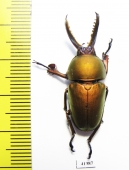 Lamprima adolphinae  Indonesia, Papua  32mm - INSECTS-STORE.RU