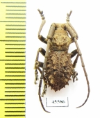 Cerambycidae sp.  South Africa Rep. - INSECTS-STORE.RU