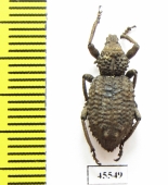 Curculionidae sp.  South Africa Rep. - INSECTS-STORE.RU