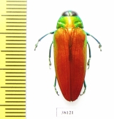 Belionota sp.  Malaysia - INSECTS-STORE.RU