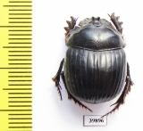 Scarabaeinae sp.  Argentina - INSECTS-STORE.RU