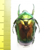 Protaetia speciosissima  Croatia - INSECTS-STORE.RU