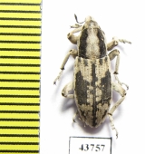 Curculionidae sp.  Tajikistan - INSECTS-STORE.RU