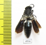 Hymenoptera sp.  South Africa Rep. - INSECTS-STORE.RU