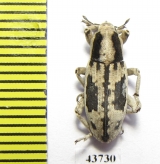 Curculionidae sp.  Tajikistan - INSECTS-STORE.RU