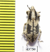 Curculionidae sp.  Tajikistan - INSECTS-STORE.RU