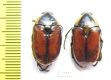 Aphanesthes pullata  Australia - INSECTS-STORE.RU